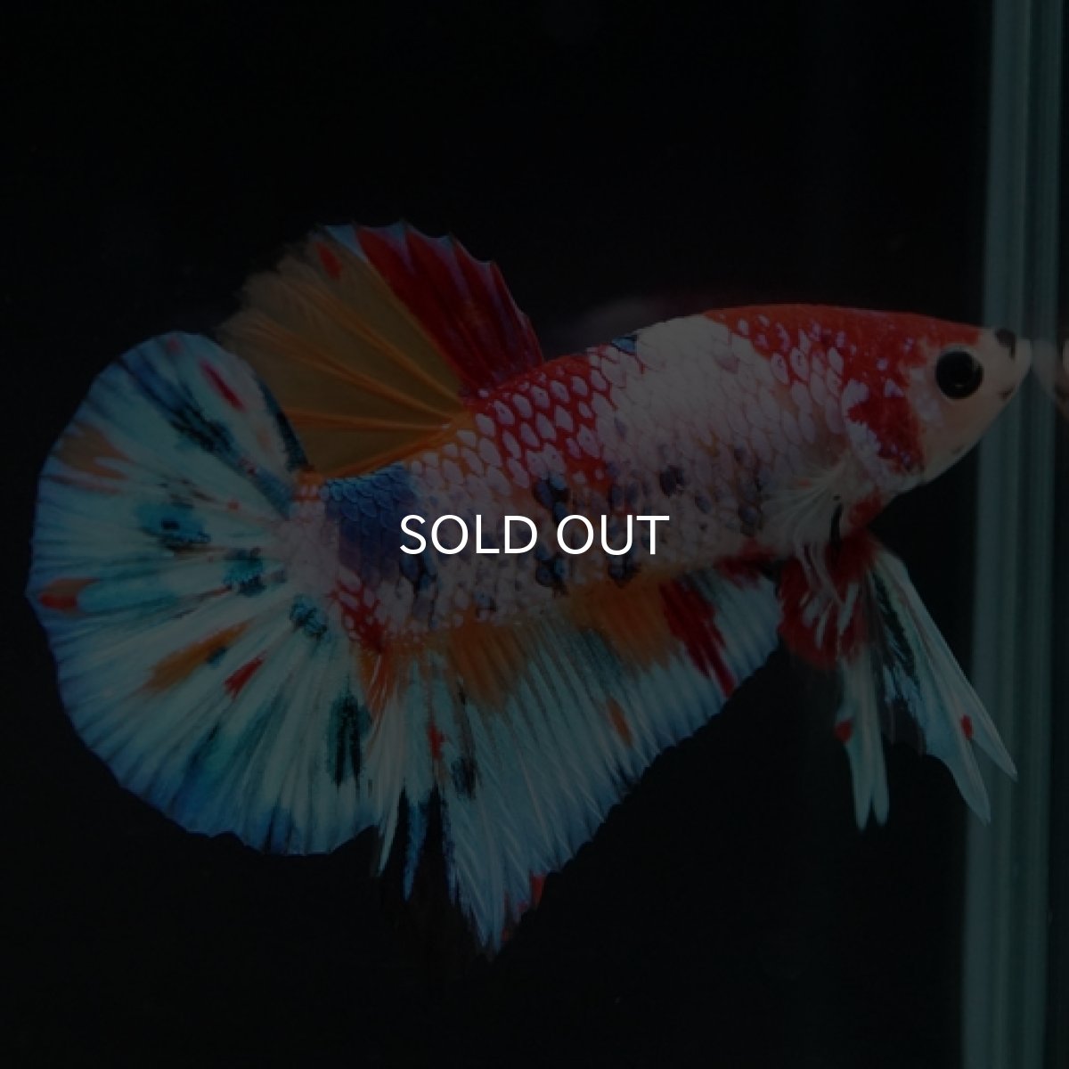 画像12: HMPK キャンディレインボー (12)