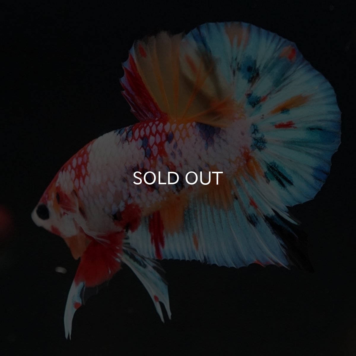 画像11: HMPK キャンディレインボー (11)