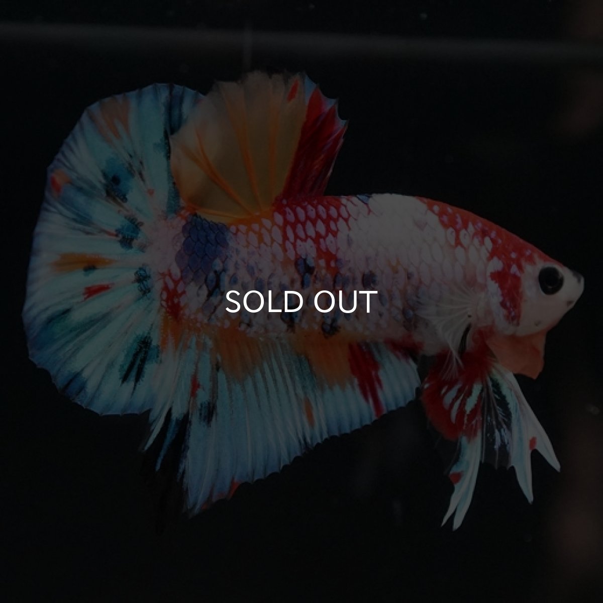 画像10: HMPK キャンディレインボー (10)