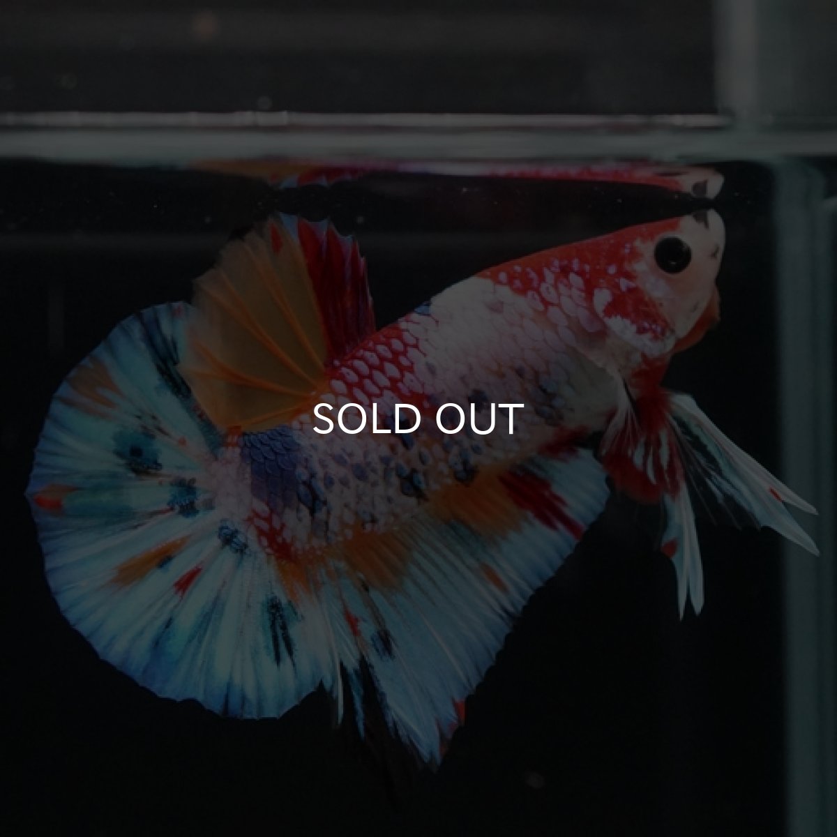 画像9: HMPK キャンディレインボー (9)