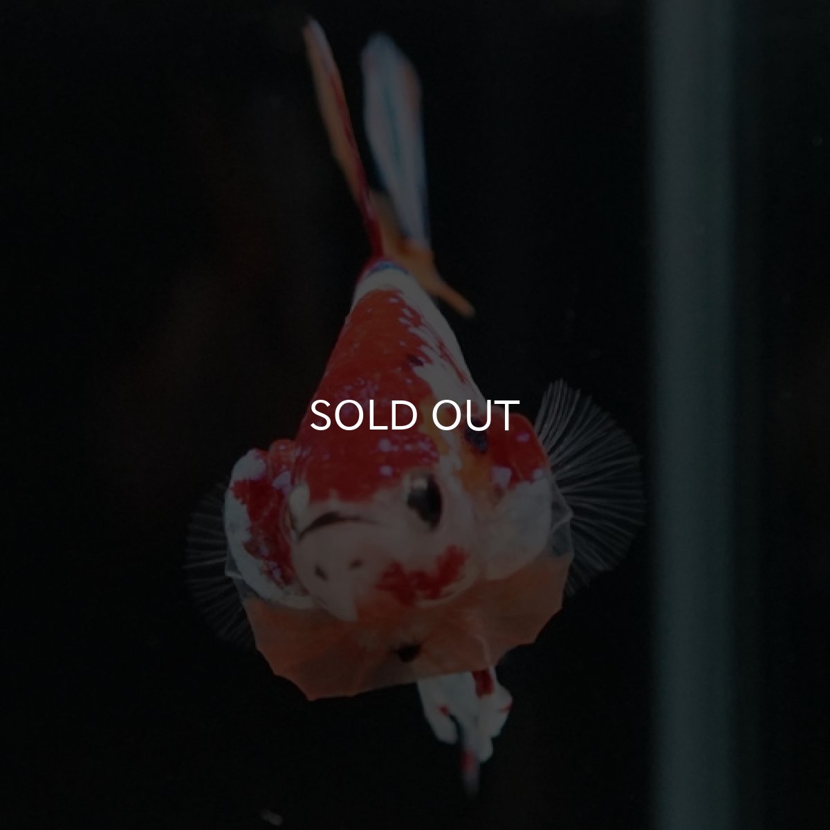 画像8: HMPK キャンディレインボー (8)