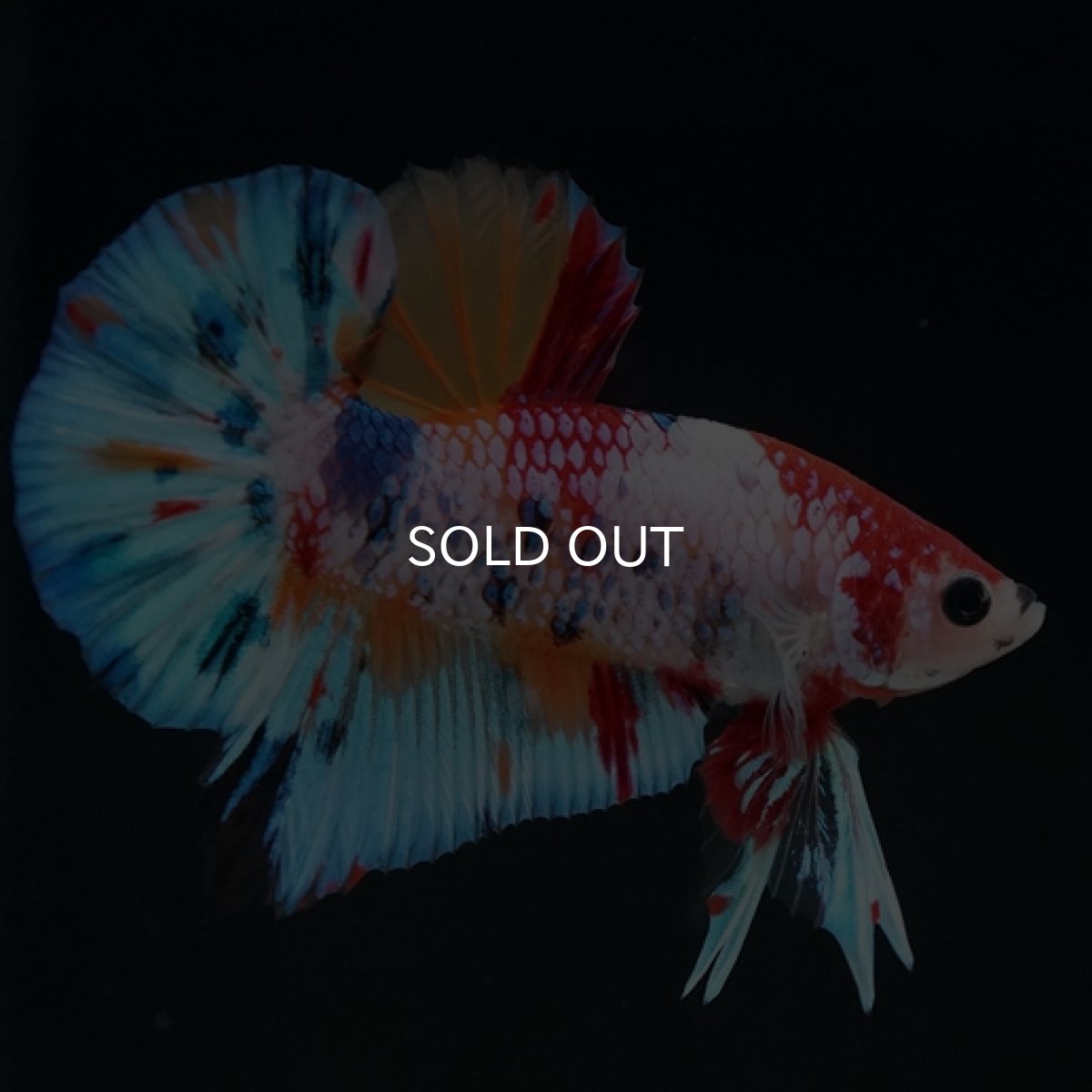 画像2: HMPK キャンディレインボー (2)