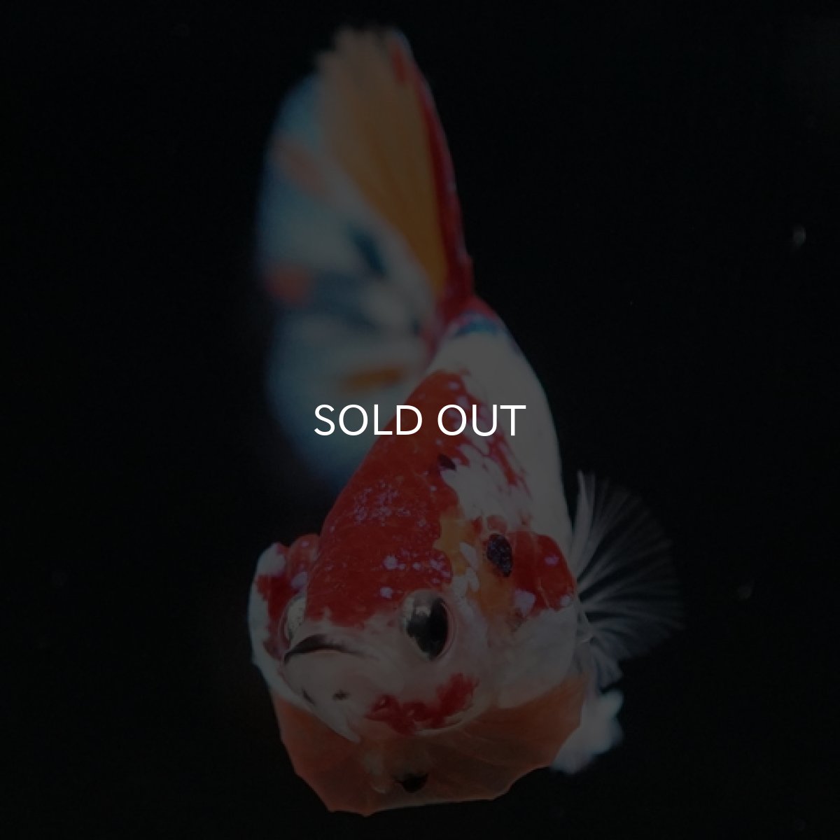 画像7: HMPK キャンディレインボー (7)