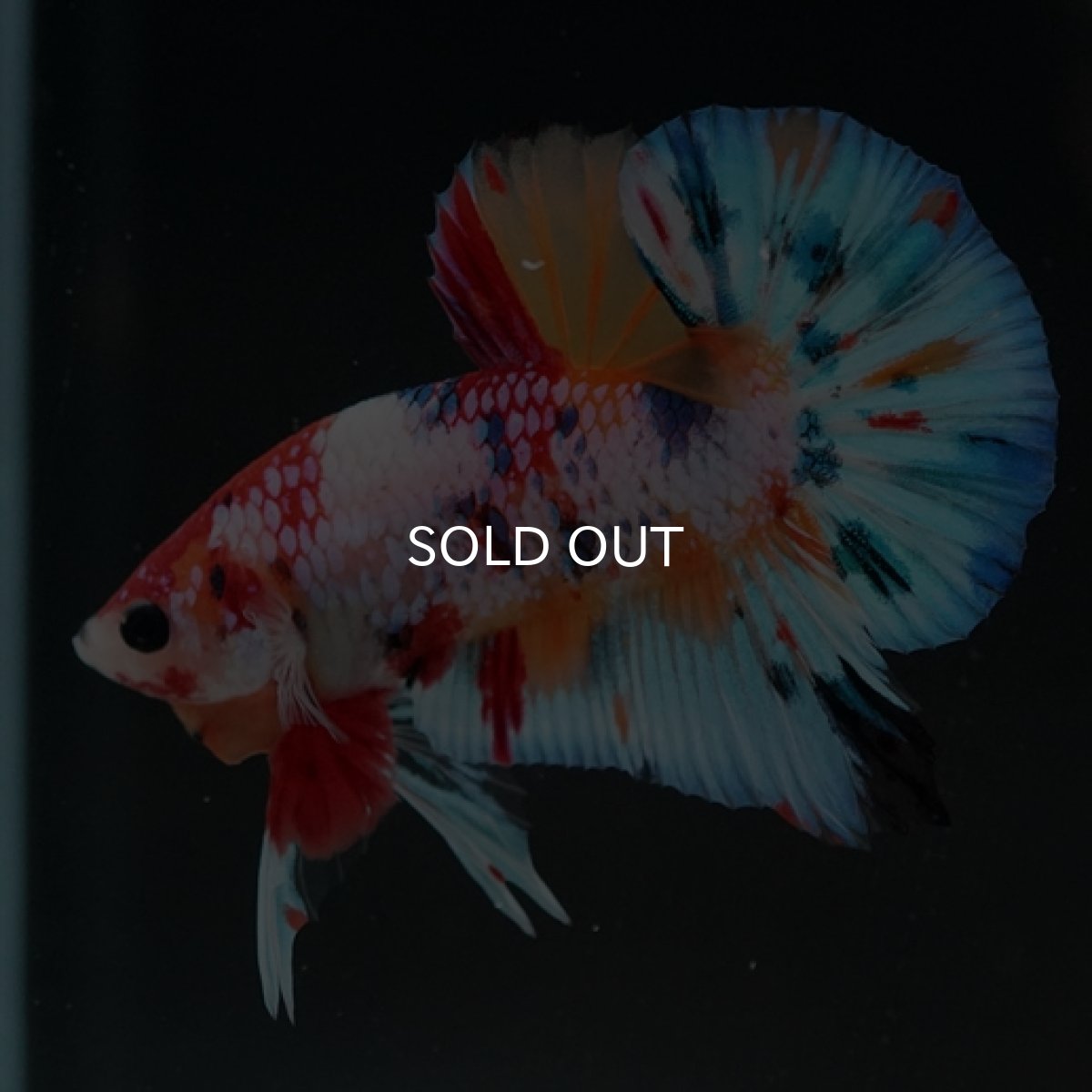 画像6: HMPK キャンディレインボー (6)