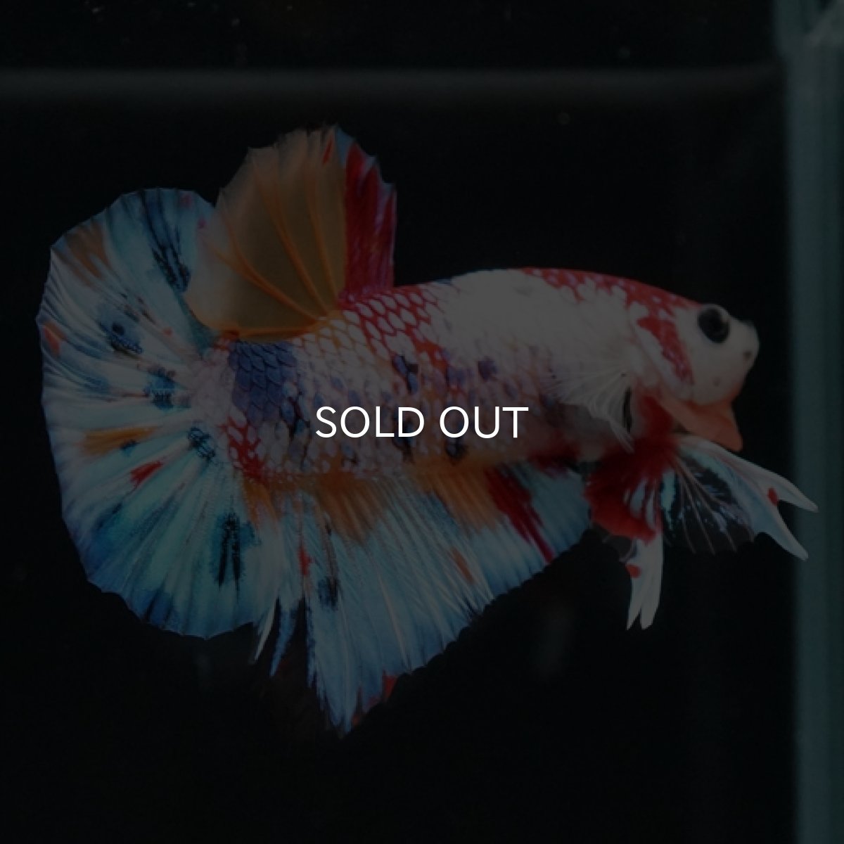 画像5: HMPK キャンディレインボー (5)