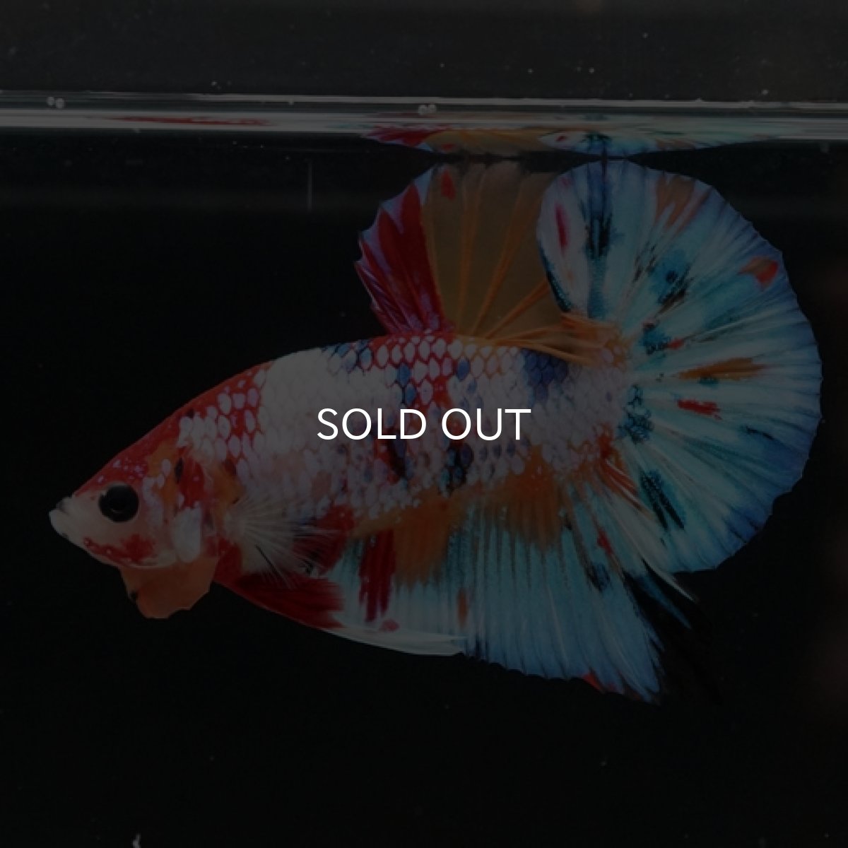 画像4: HMPK キャンディレインボー (4)