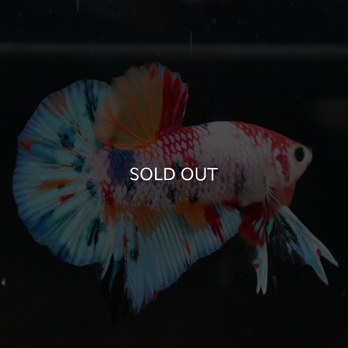 画像3: HMPK キャンディレインボー (3)