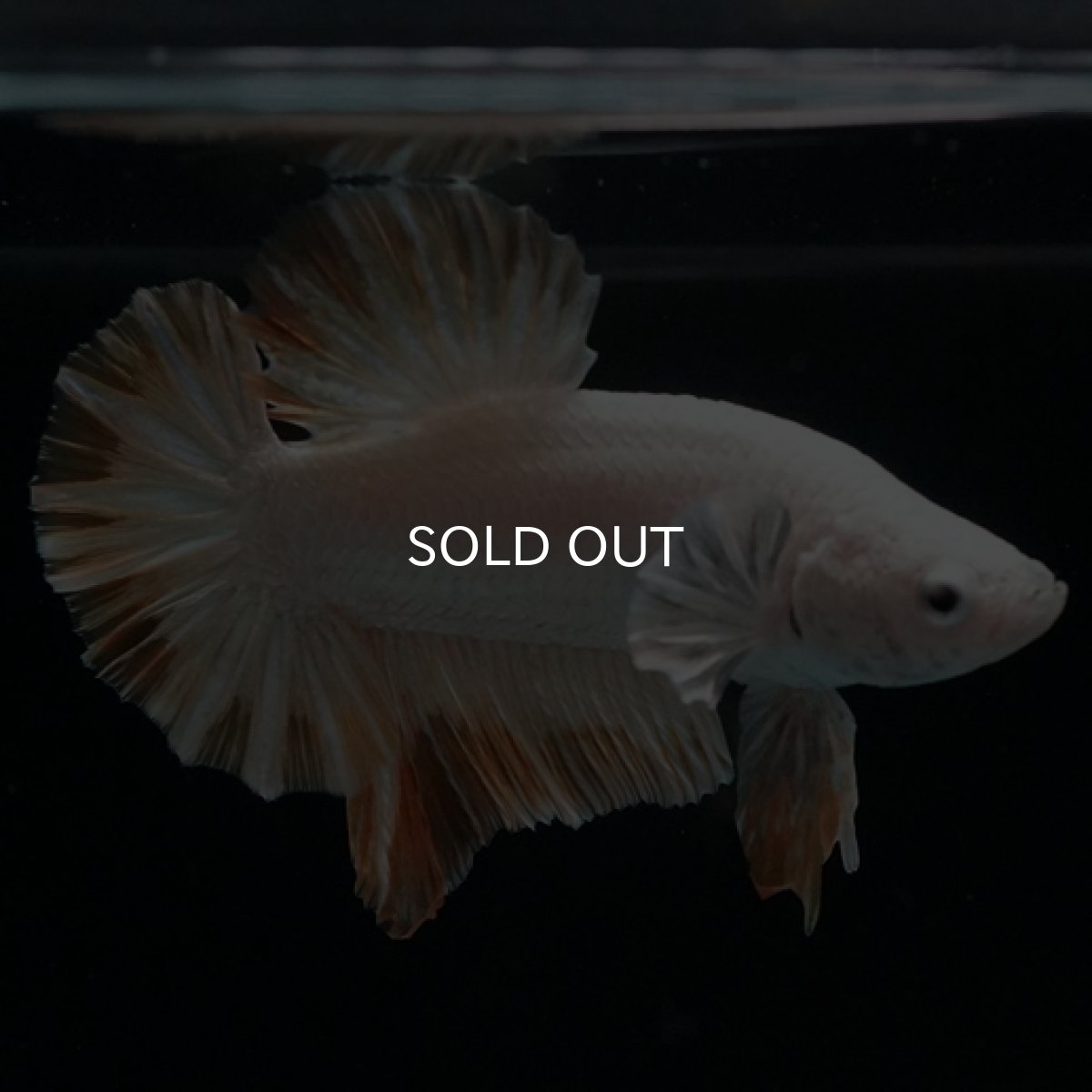 画像9: HMPK プラチナイエロードラゴン スノー (9)