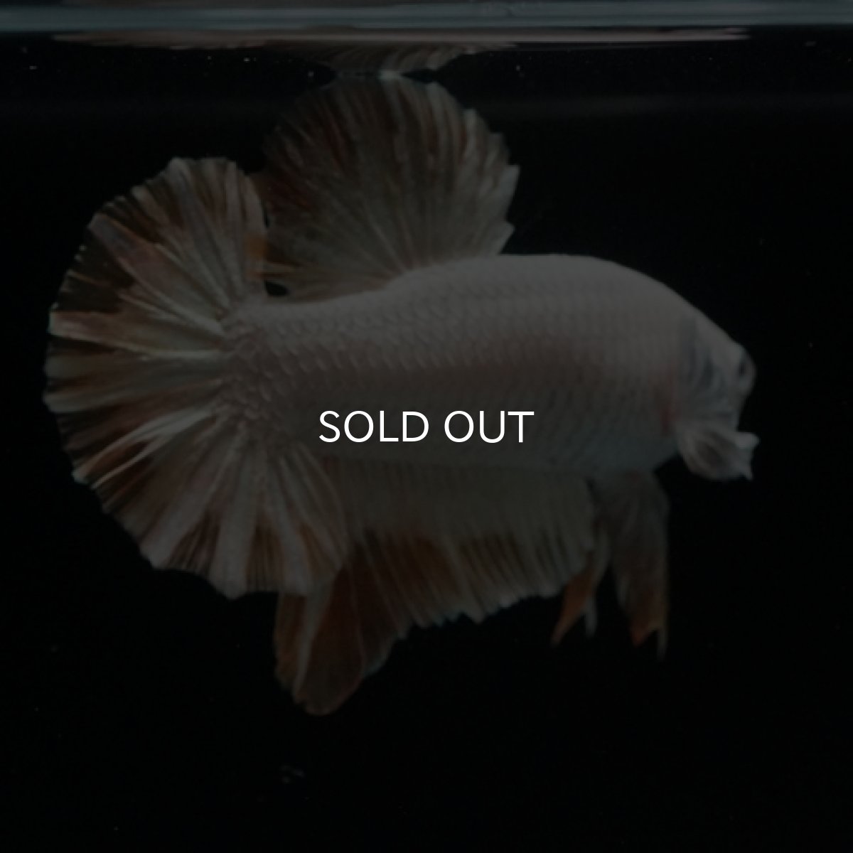 画像8: HMPK プラチナイエロードラゴン スノー (8)