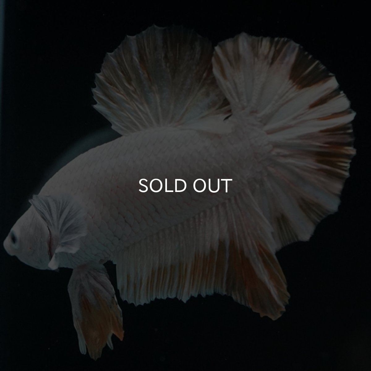 画像7: HMPK プラチナイエロードラゴン スノー (7)