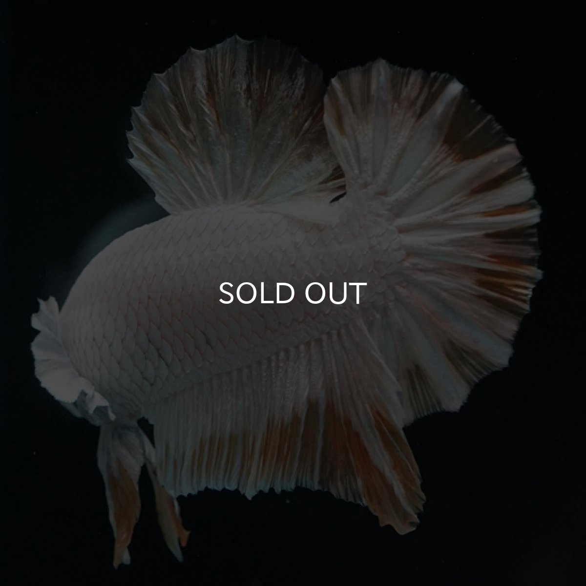 画像6: HMPK プラチナイエロードラゴン スノー (6)