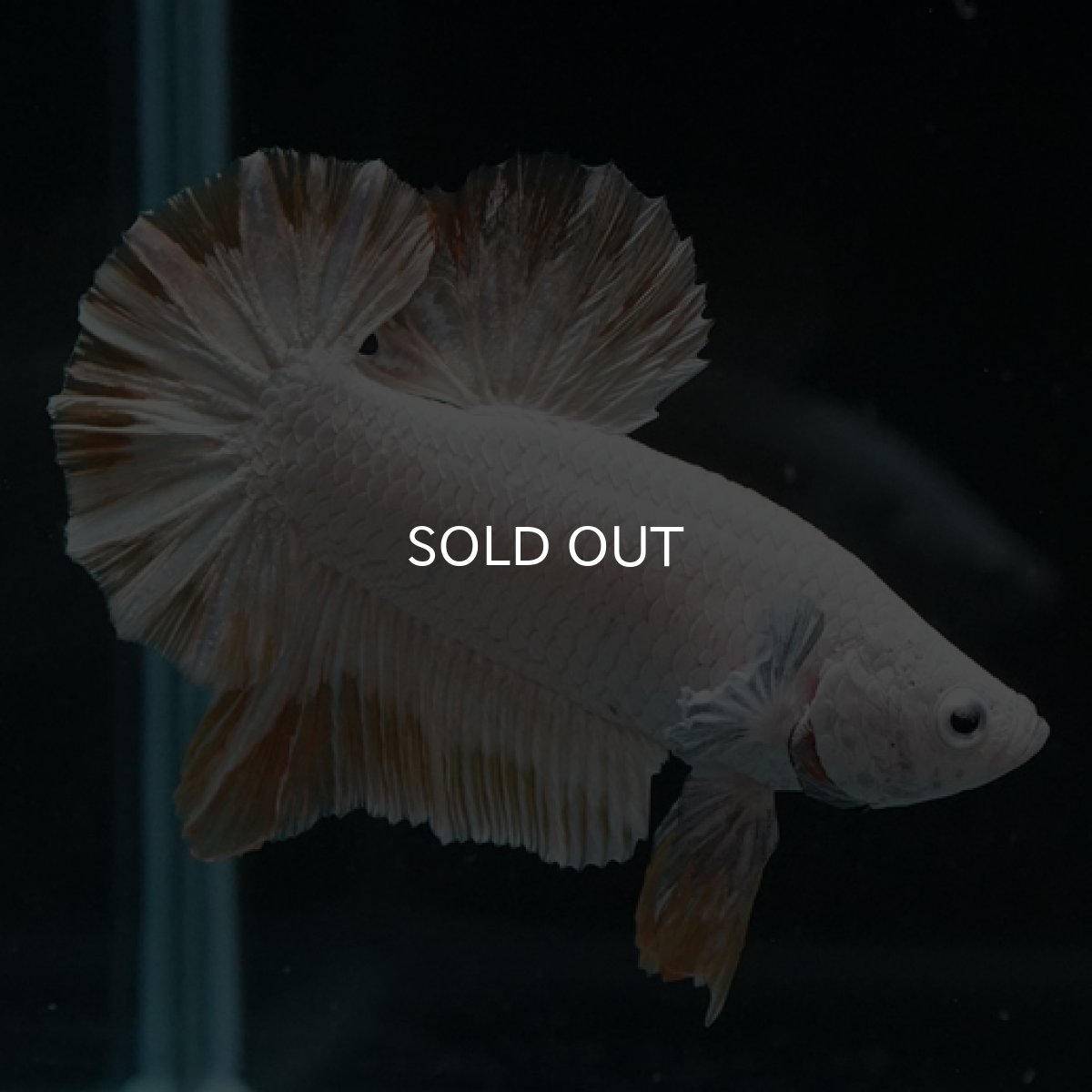 画像5: HMPK プラチナイエロードラゴン スノー (5)