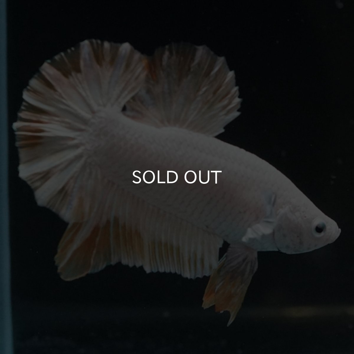 画像4: HMPK プラチナイエロードラゴン スノー (4)