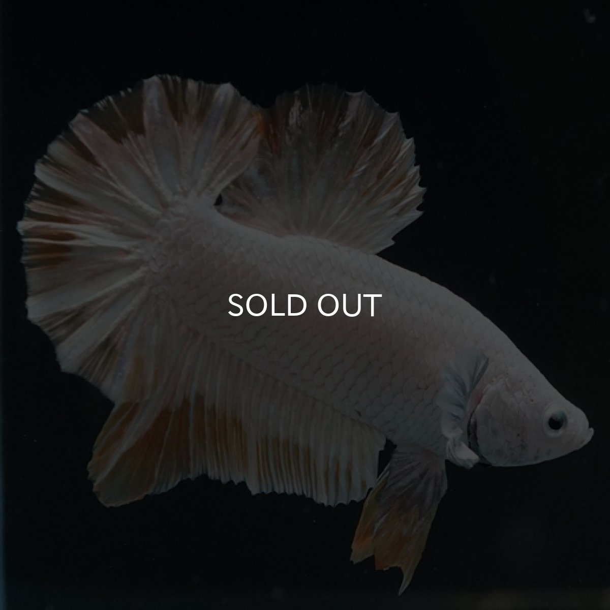 画像3: HMPK プラチナイエロードラゴン スノー (3)