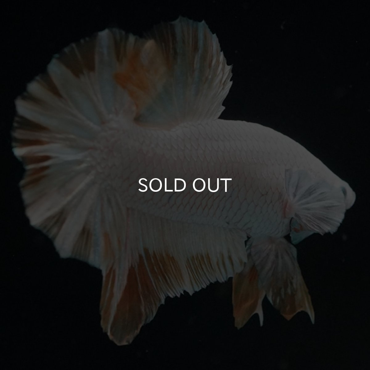 画像2: HMPK プラチナイエロードラゴン スノー (2)