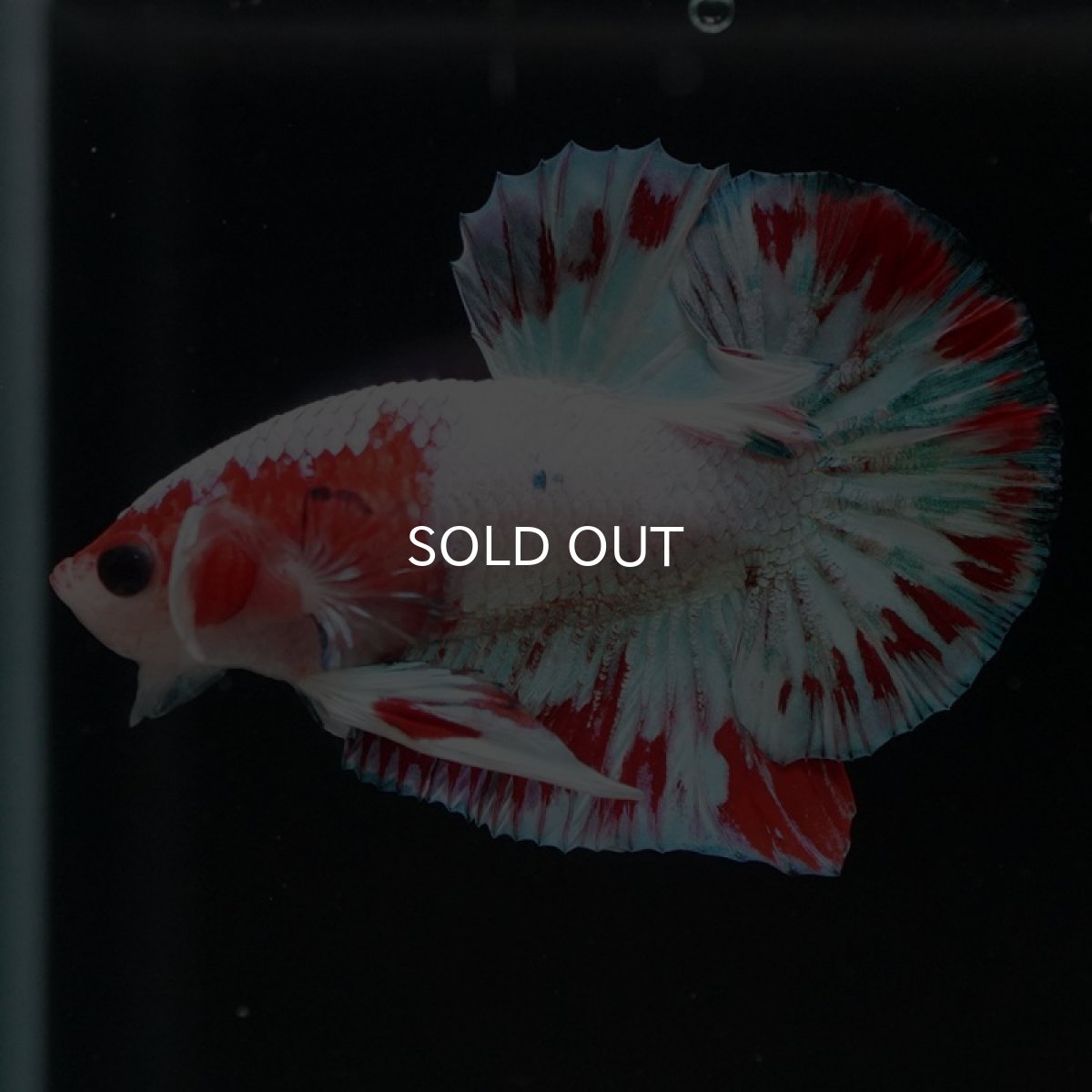 画像2: HMPK　ファンシーピンク (2)