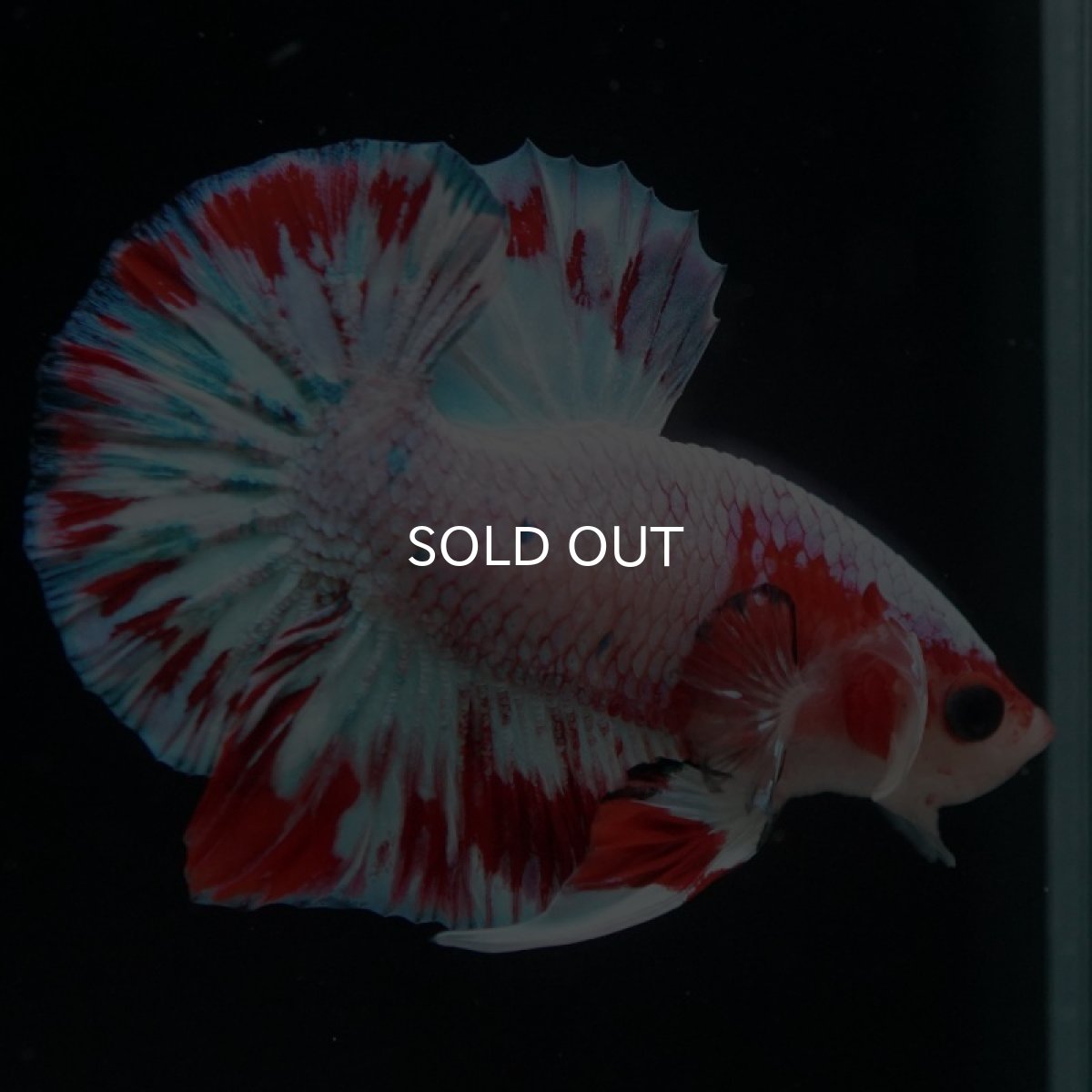 画像7: HMPK　ファンシーピンク (7)