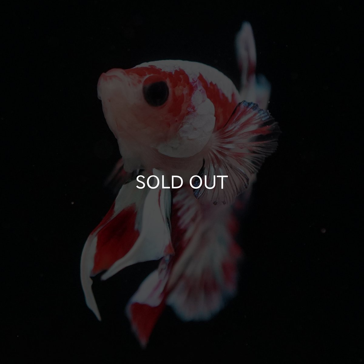 画像6: HMPK　ファンシーピンク (6)