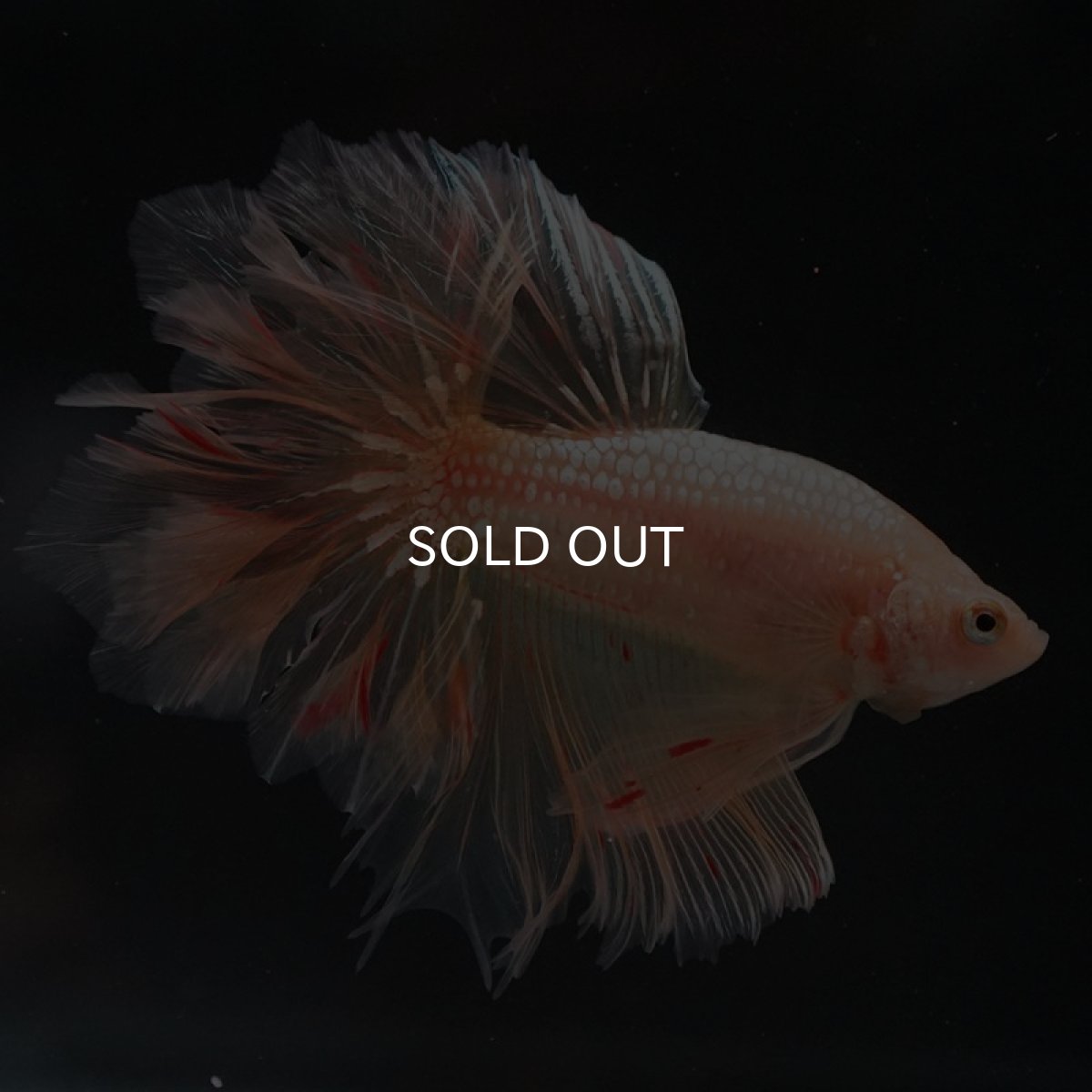 画像9: HM ゴールドバンダ フェザーテール (9)