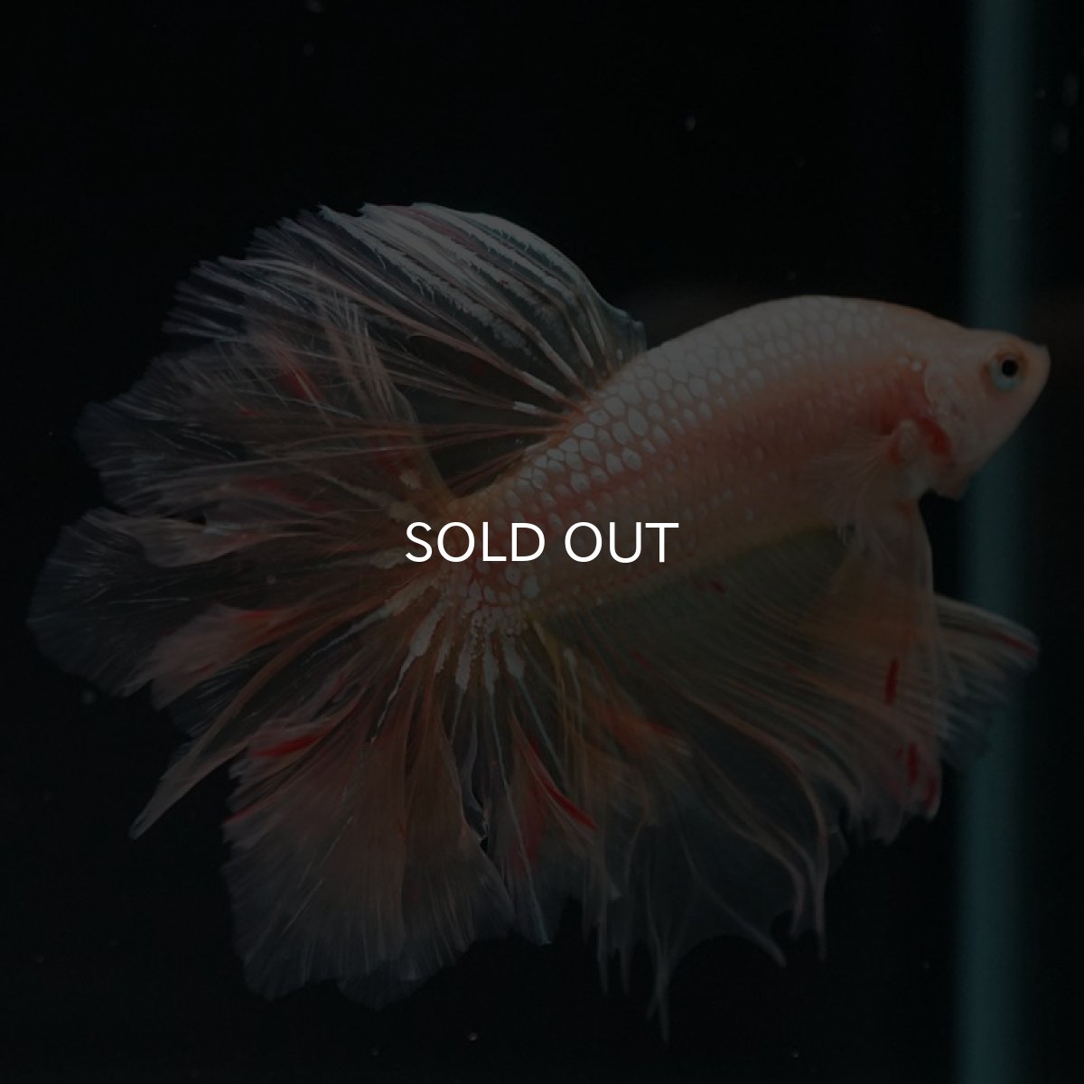 画像7: HM ゴールドバンダ フェザーテール (7)