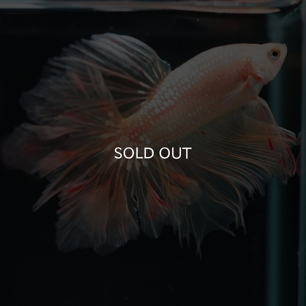 画像6: HM ゴールドバンダ フェザーテール (6)