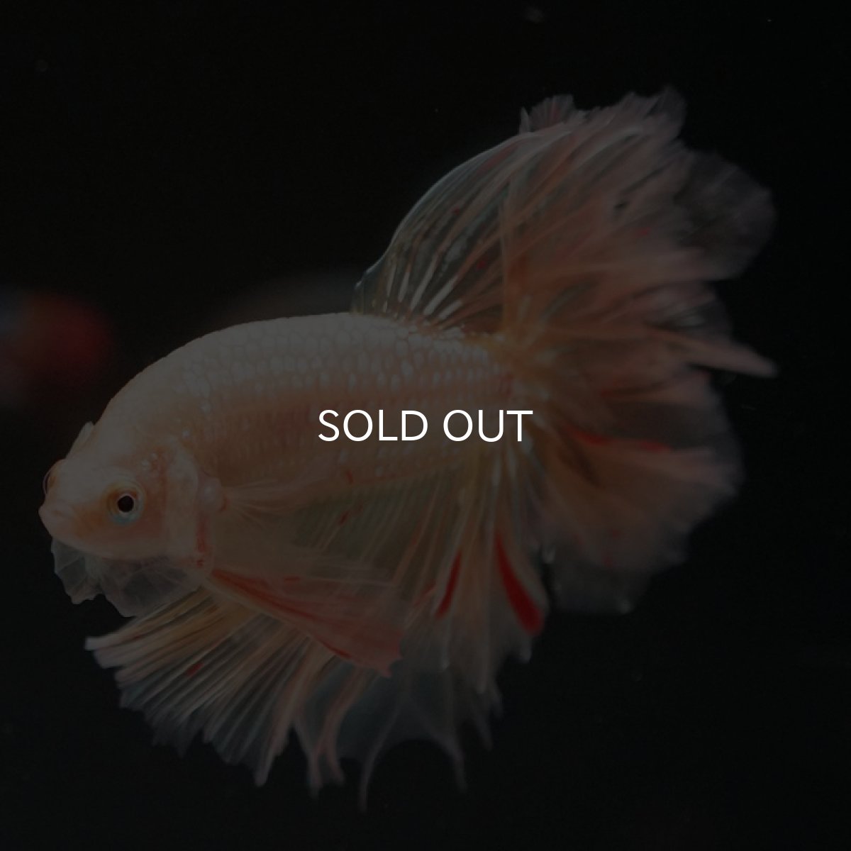 画像5: HM ゴールドバンダ フェザーテール (5)