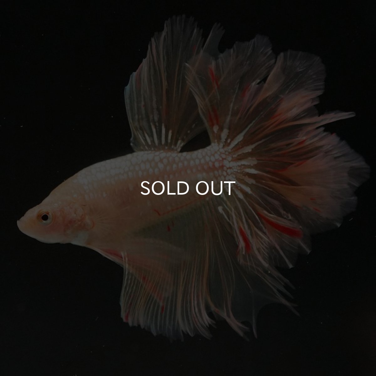 画像4: HM ゴールドバンダ フェザーテール (4)