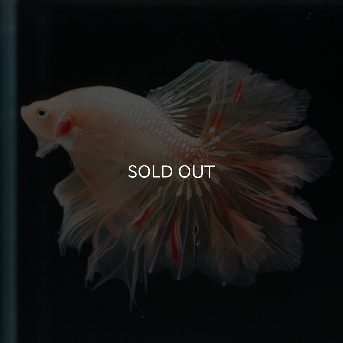 画像2: HM ゴールドバンダ フェザーテール (2)