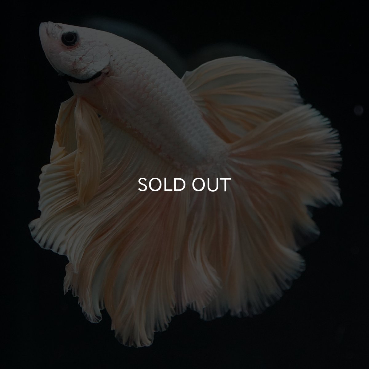 画像3: HM　プラチナイエロードラゴン　ローズテール (3)