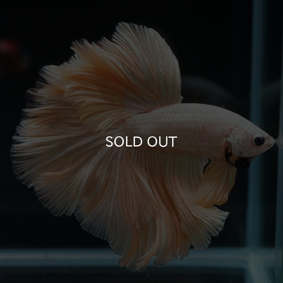 画像2: HM　プラチナイエロードラゴン　ローズテール (2)