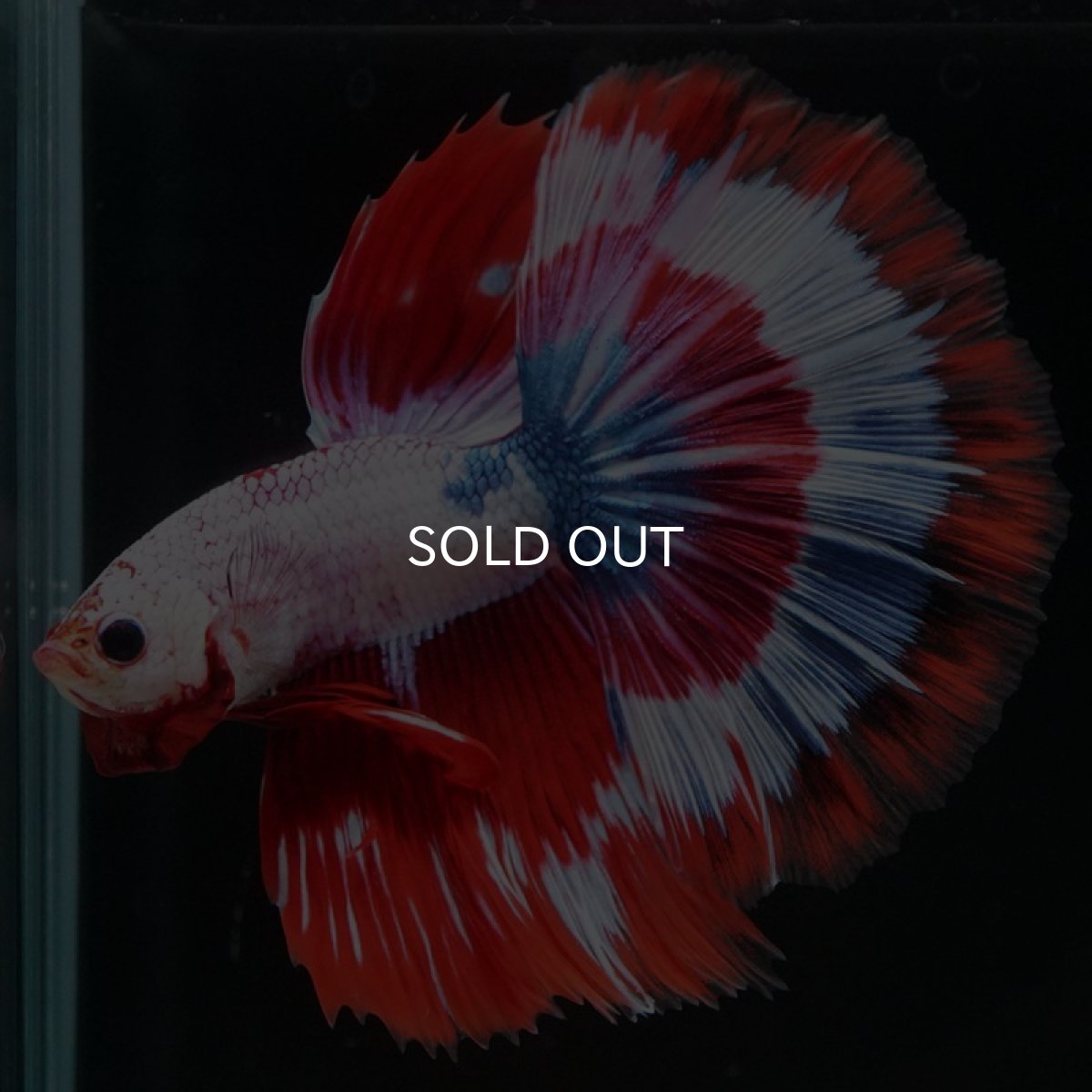 画像8: HM　ファンシー (8)