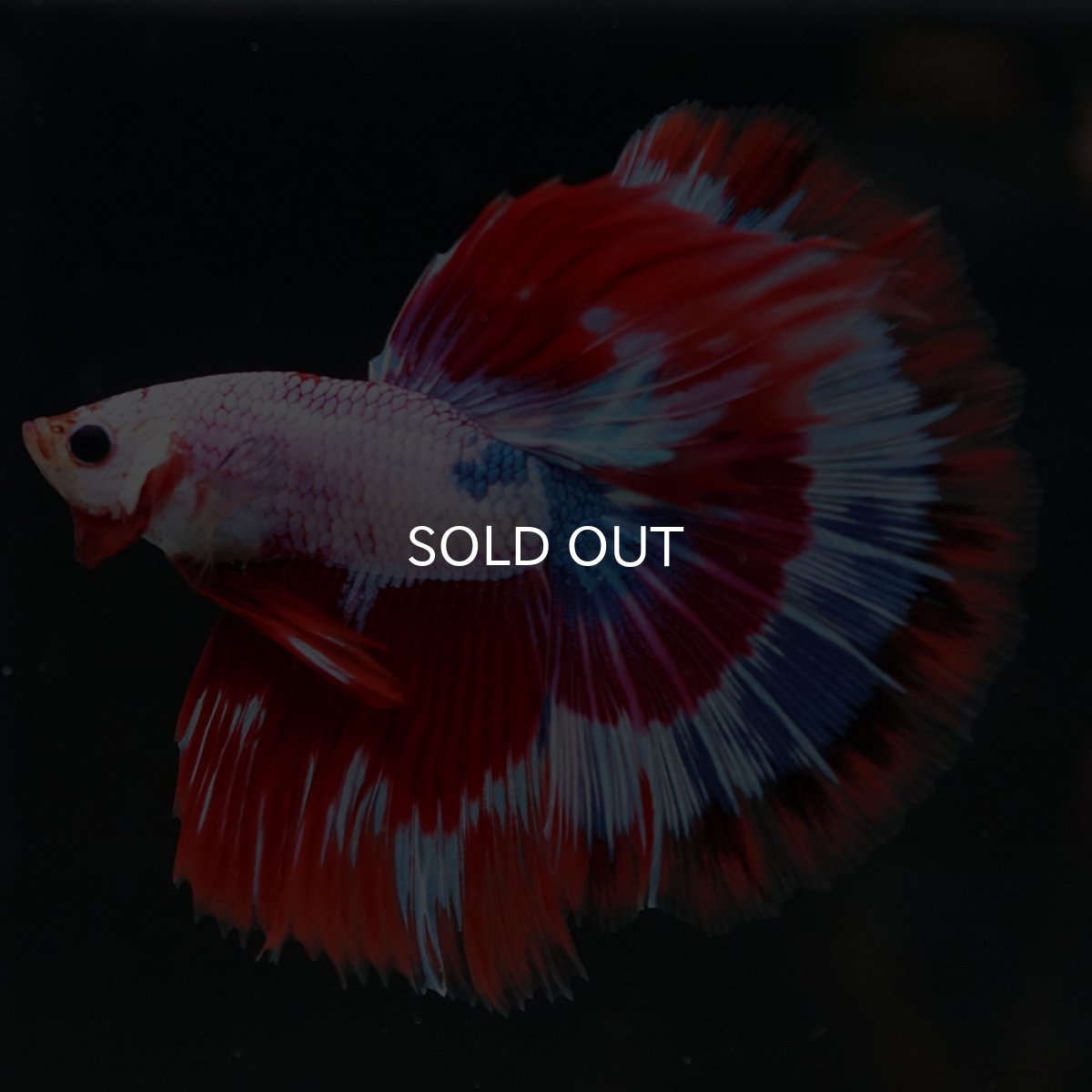 画像6: HM　ファンシー (6)