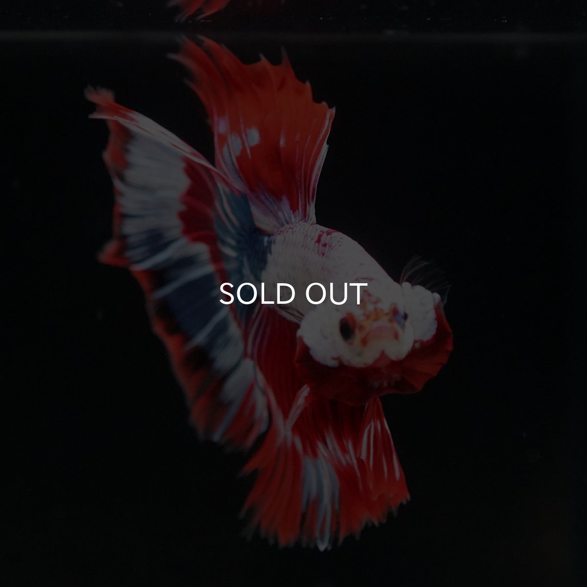 画像3: HM　ファンシー (3)