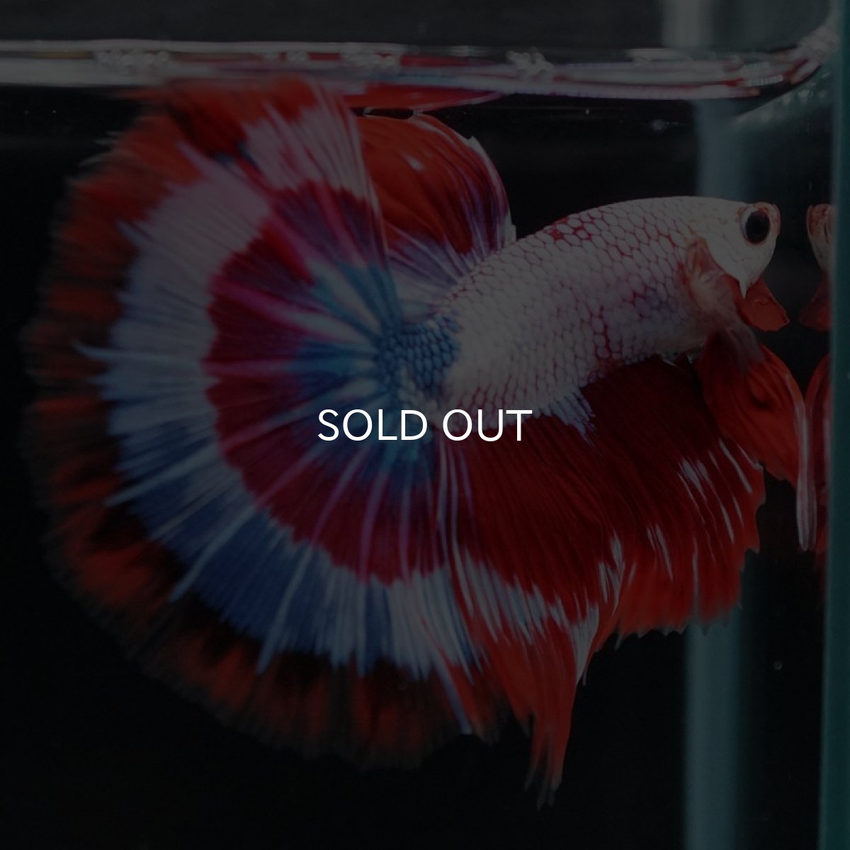 画像2: HM　ファンシー (2)