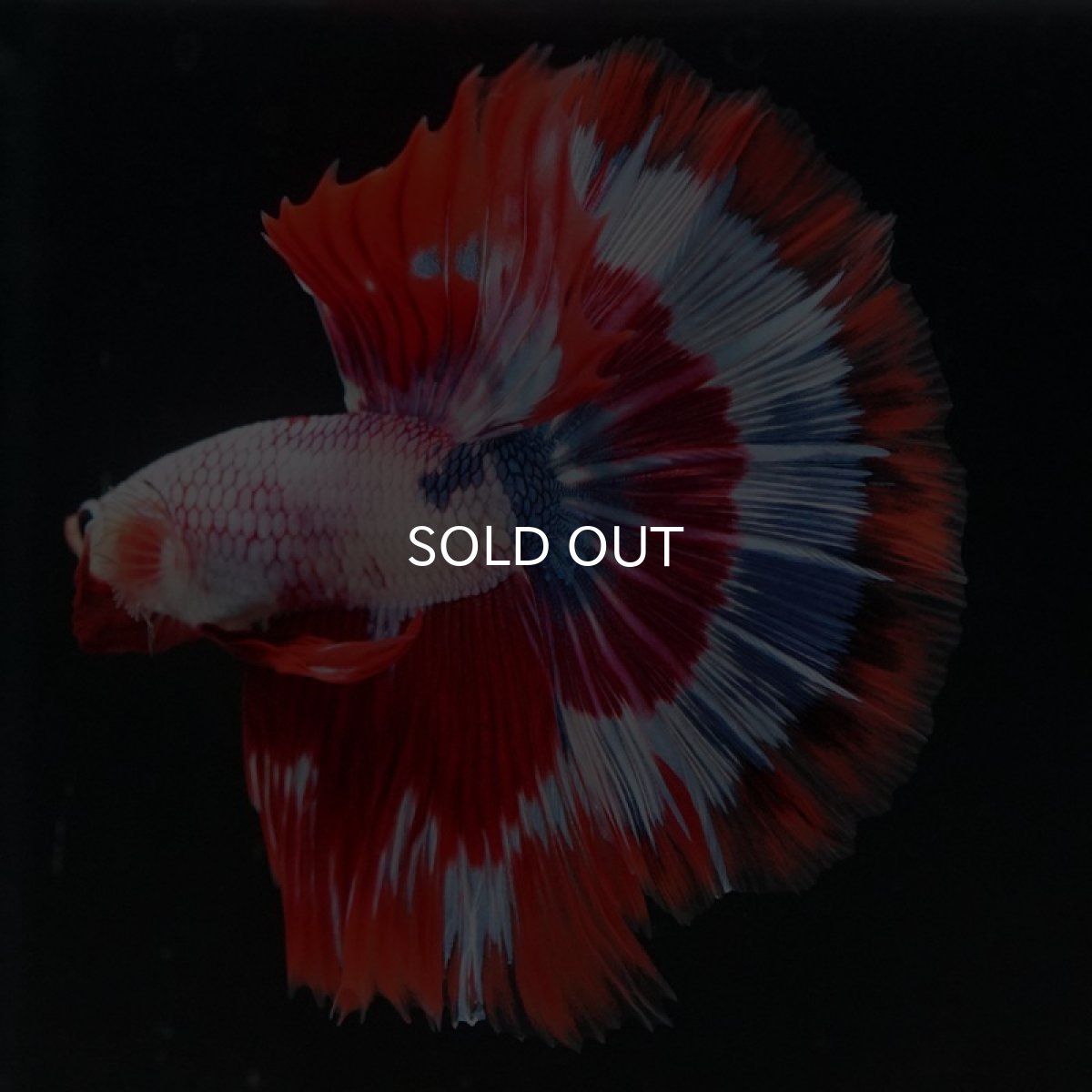 画像7: HM　ファンシー (7)