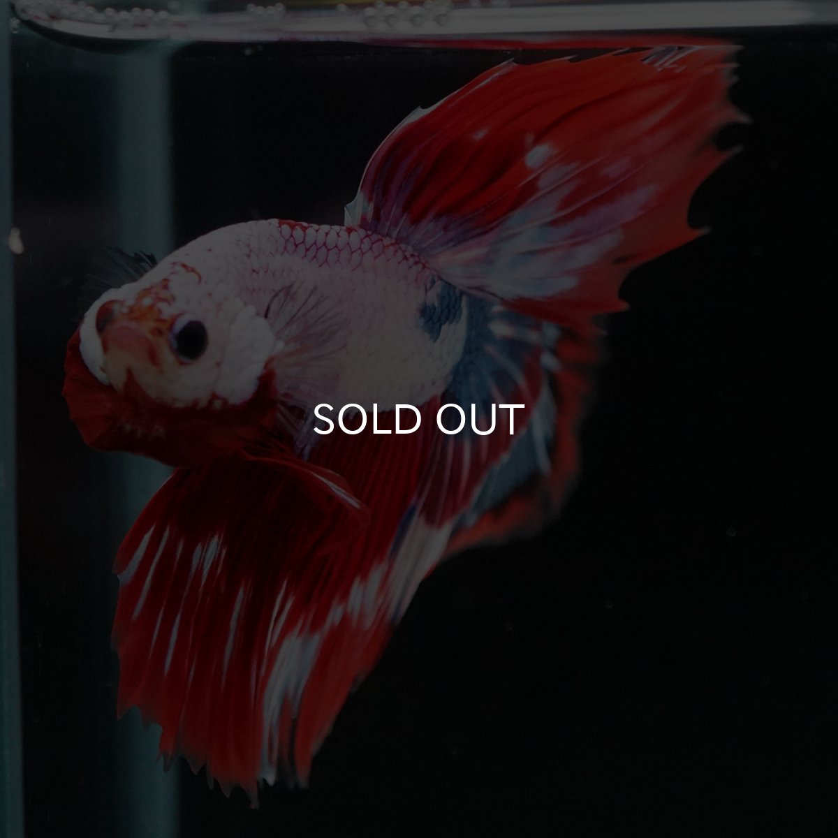 画像5: HM　ファンシー (5)