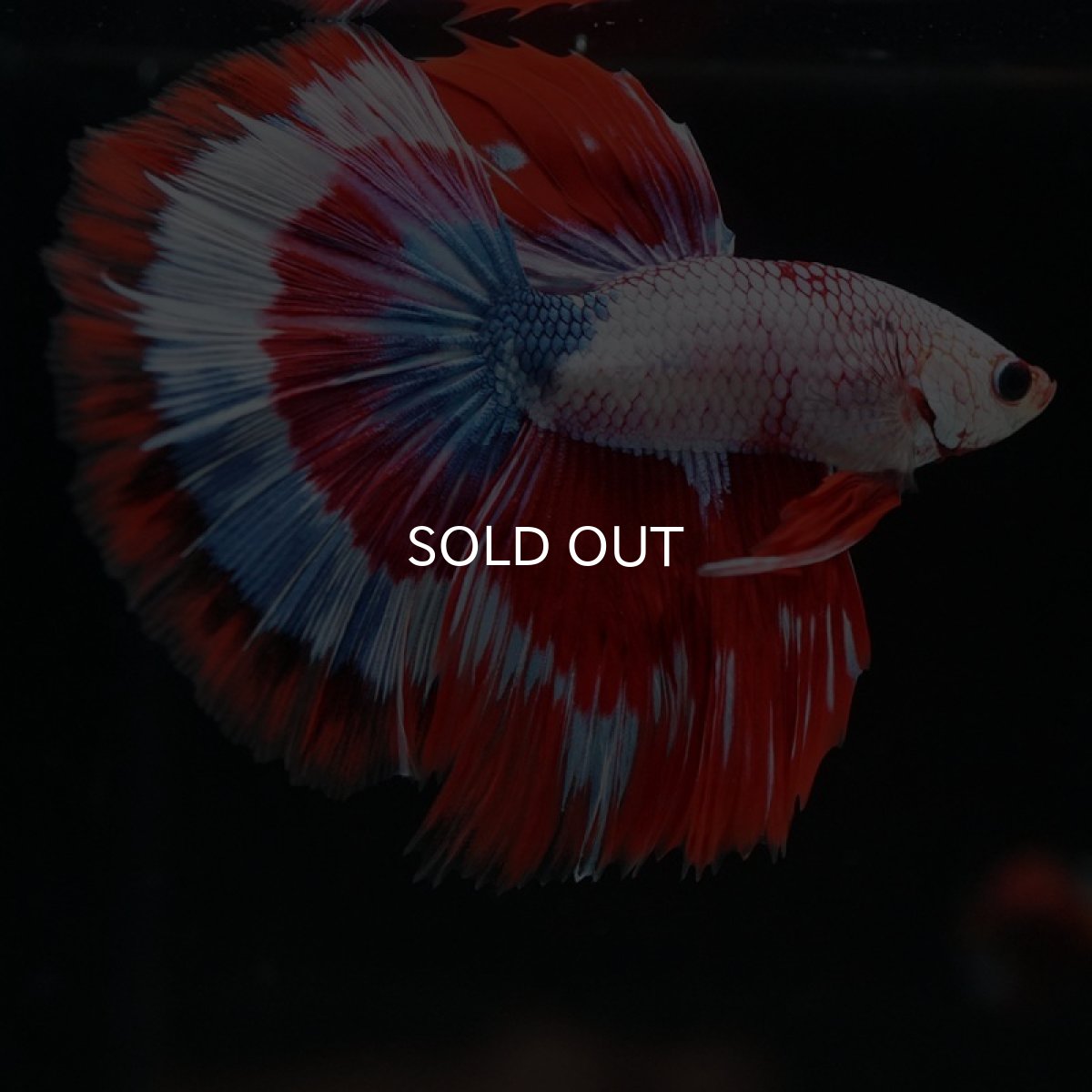 画像4: HM　ファンシー (4)