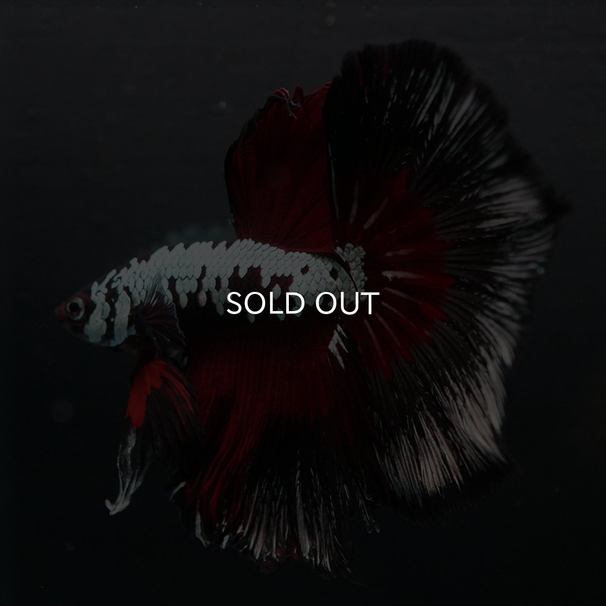 画像2: HM　ブラックレッドサムライ (2)