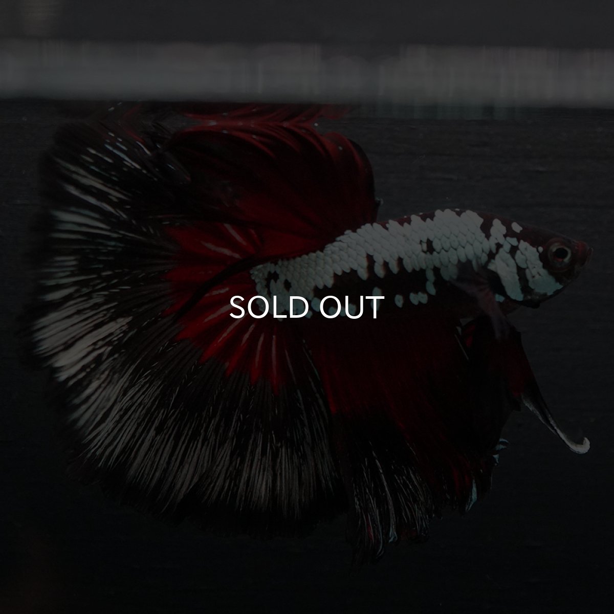 画像5: HM　ブラックレッドサムライ (5)