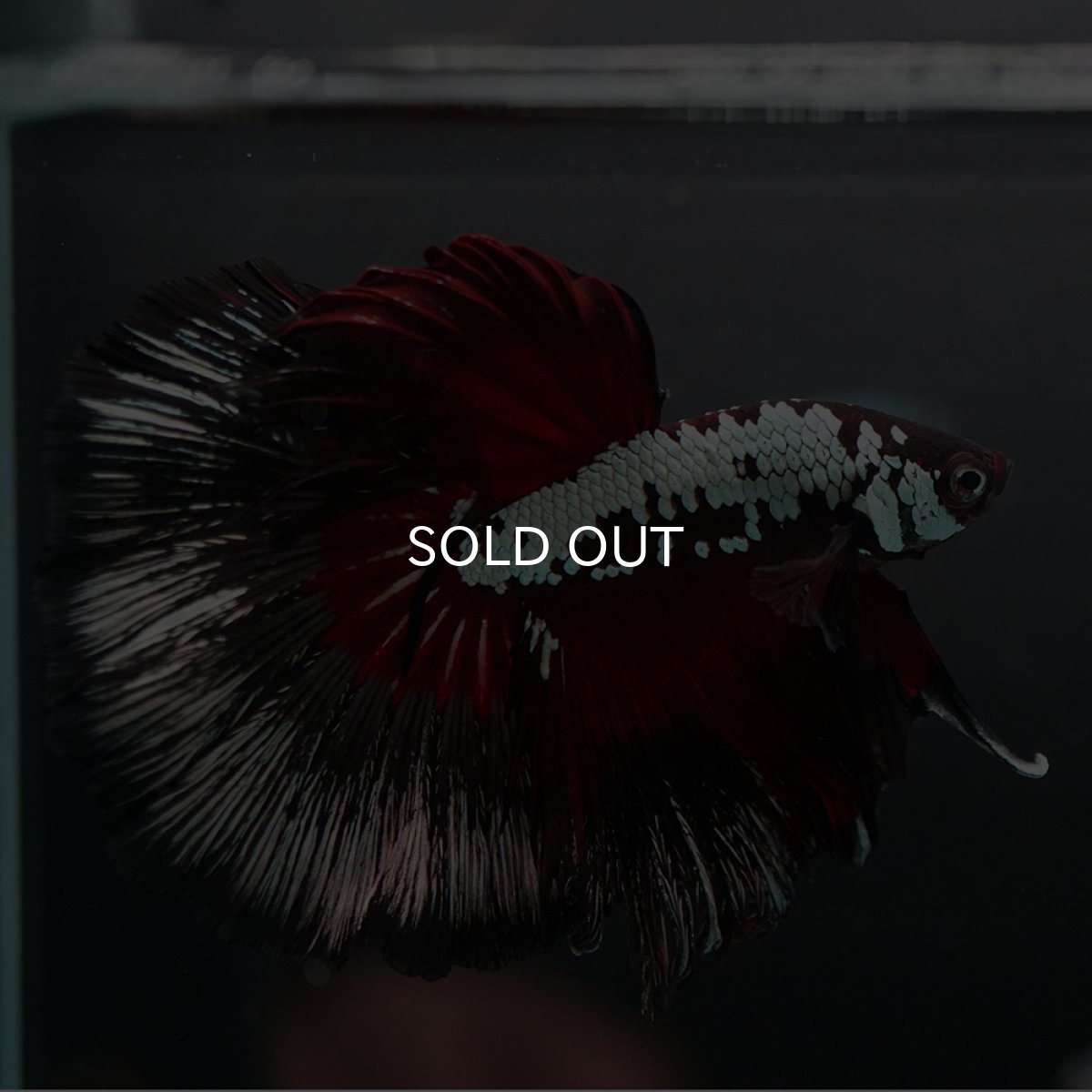 画像4: HM　ブラックレッドサムライ (4)