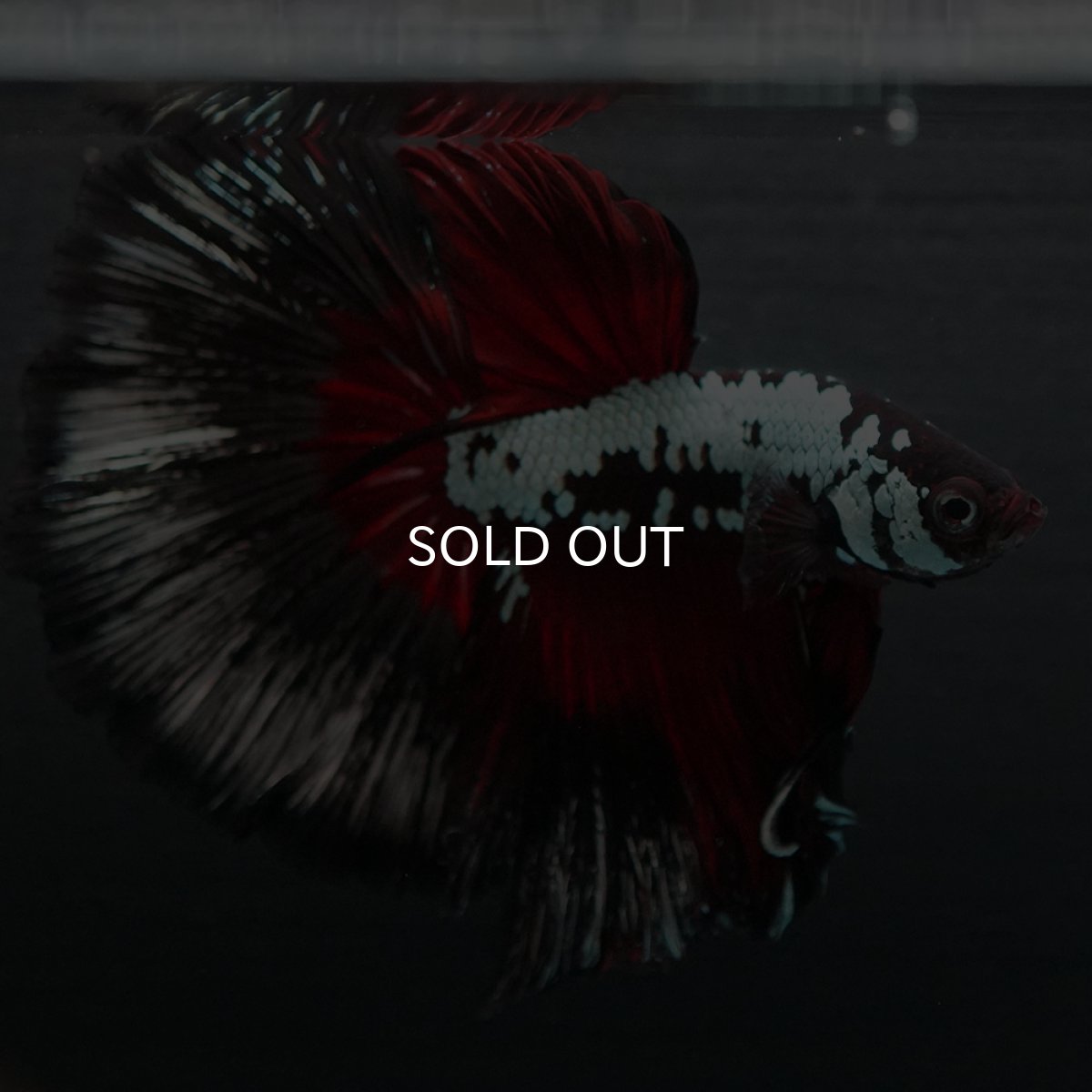 画像3: HM　ブラックレッドサムライ (3)