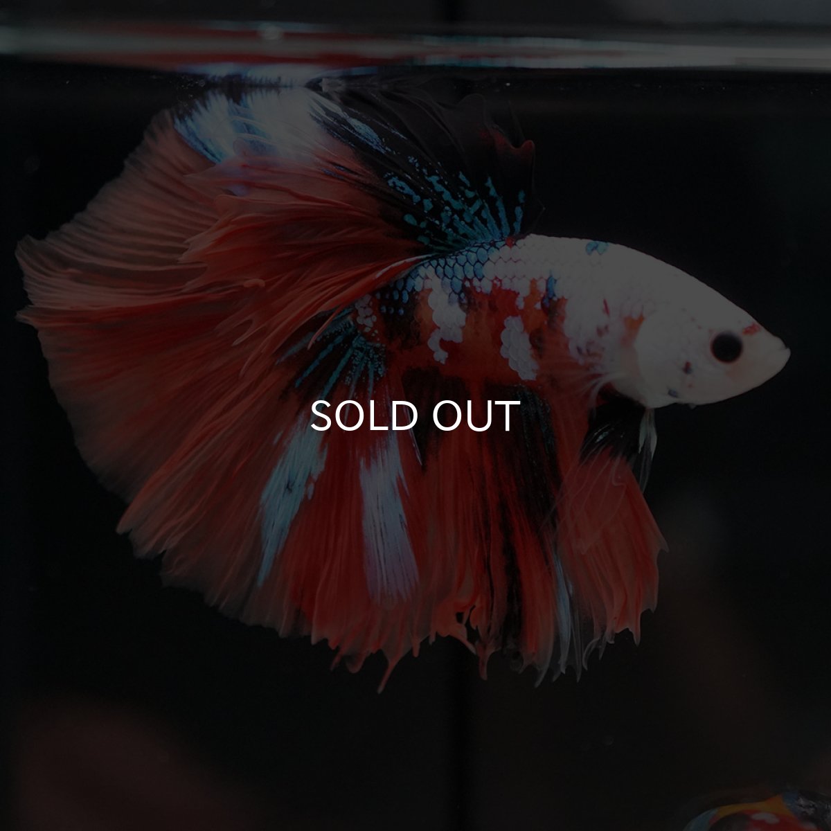 画像4: HM キャンディギャラクシー (4)