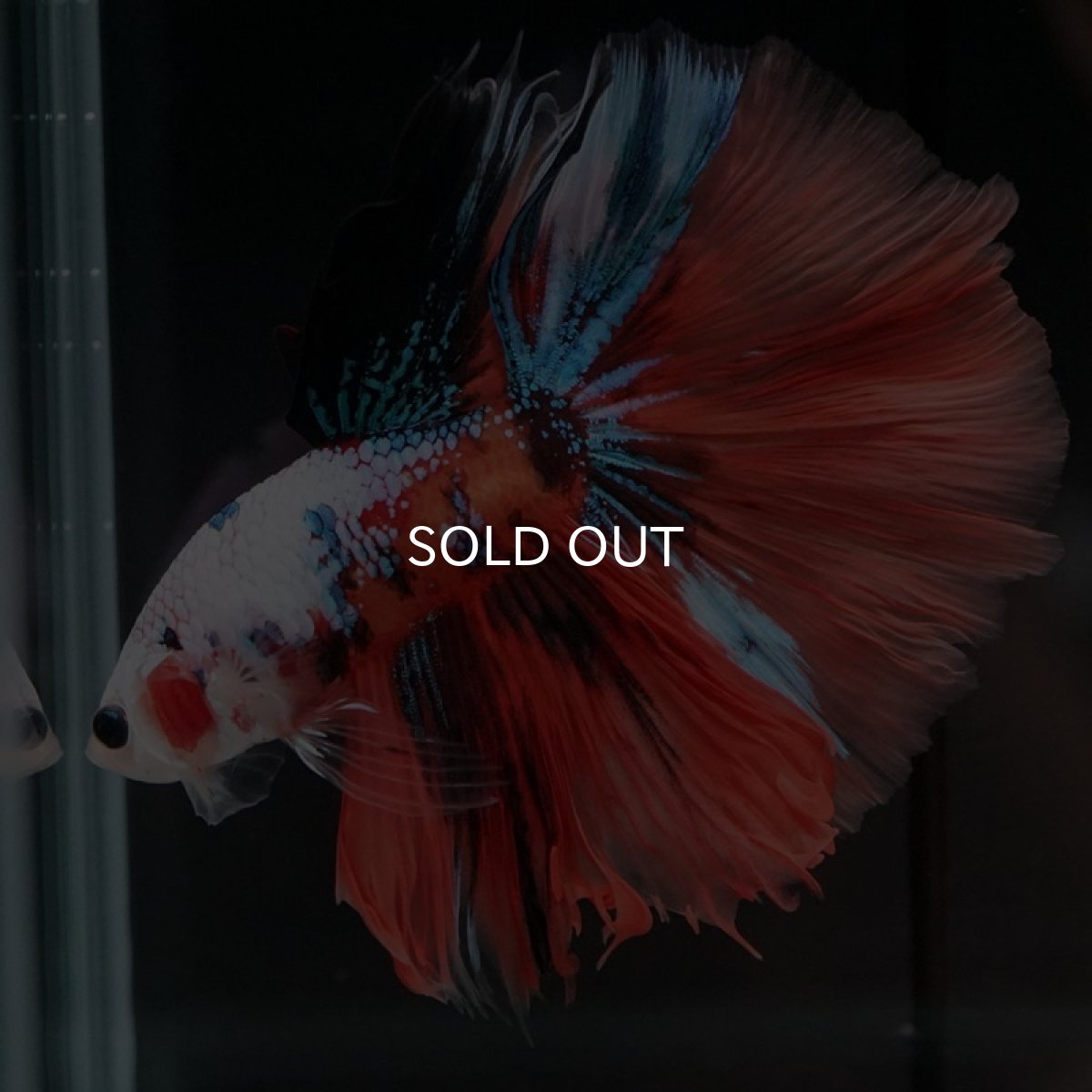 画像5: HM キャンディギャラクシー (5)