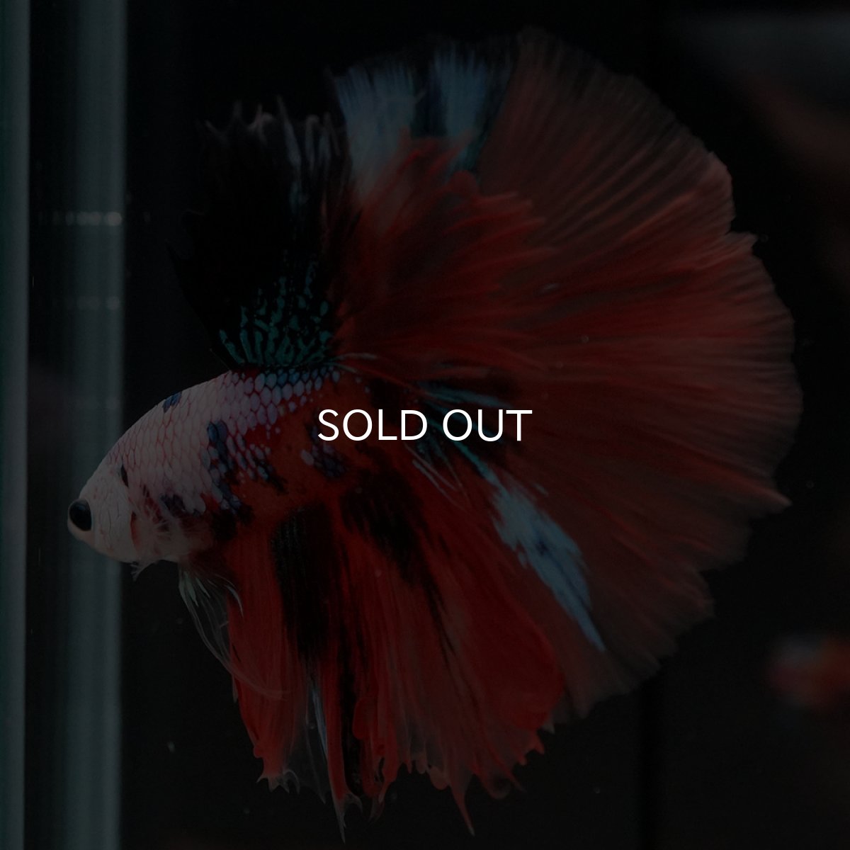 画像3: HM キャンディギャラクシー (3)