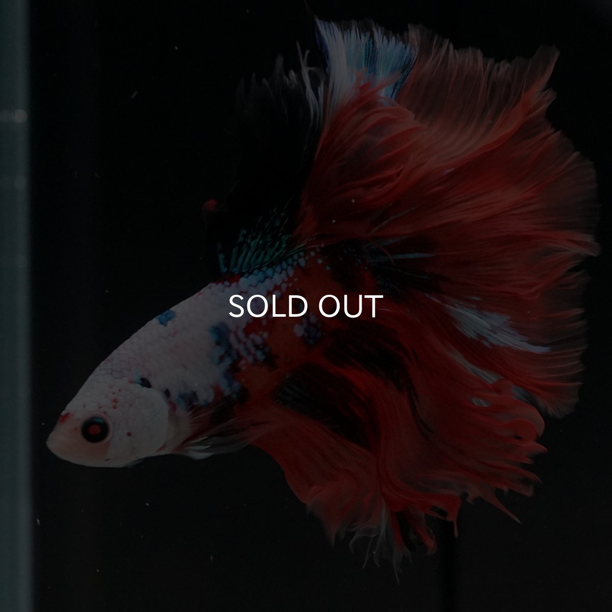 画像2: HM キャンディギャラクシー (2)