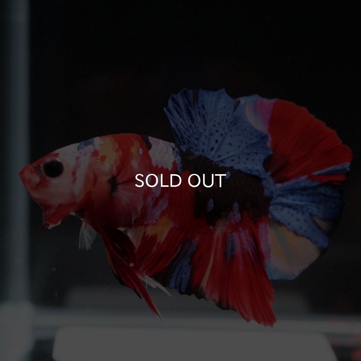 画像14: HMPK　キャンディギャラクシー (14)