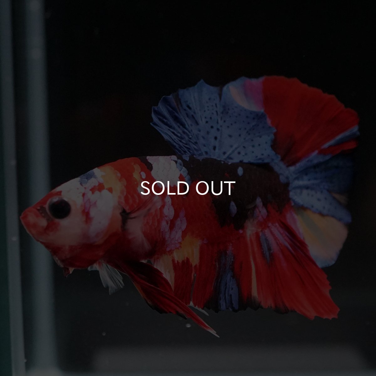 画像13: HMPK　キャンディギャラクシー (13)