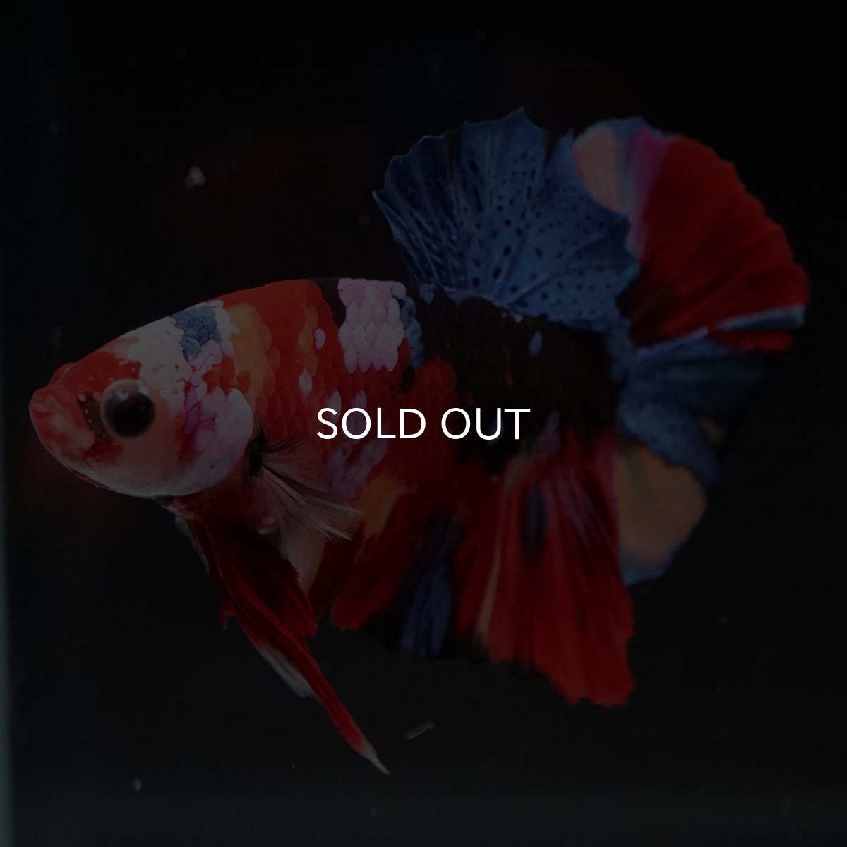 画像12: HMPK　キャンディギャラクシー (12)