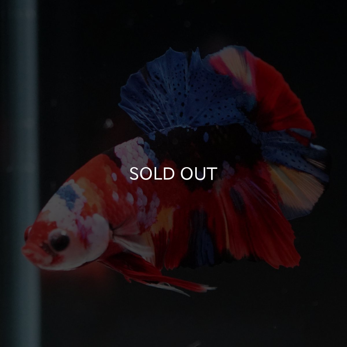 画像11: HMPK　キャンディギャラクシー (11)