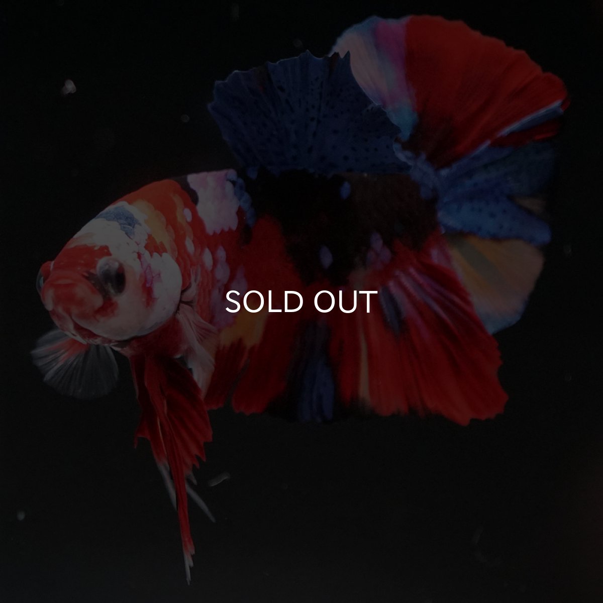 画像10: HMPK　キャンディギャラクシー (10)